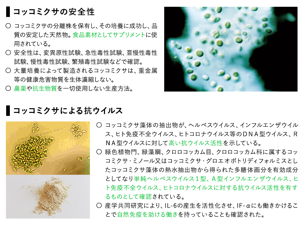 コッコミクサの説明図